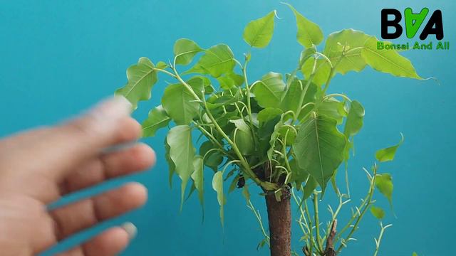 Bonsai trees for beginners смотреть онлайн