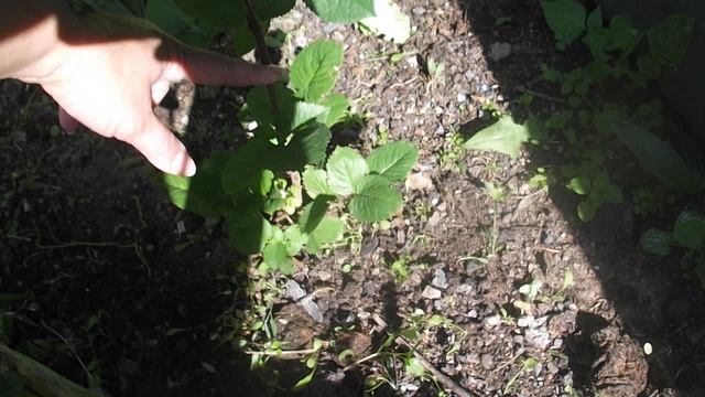 Роза из букета. 
Розы – это один из самых красивых цветов.I