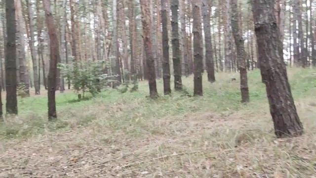 Как размножаются грибы. Прогулка в лес смотреть онлайн