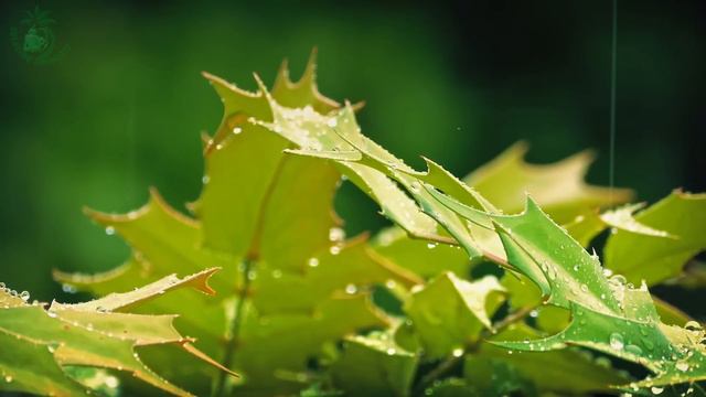 💧 Relaxing Atmosphere of Raindrops Falling on the Leaves of Plants to get to Sleep more Easily. смотреть онлайн