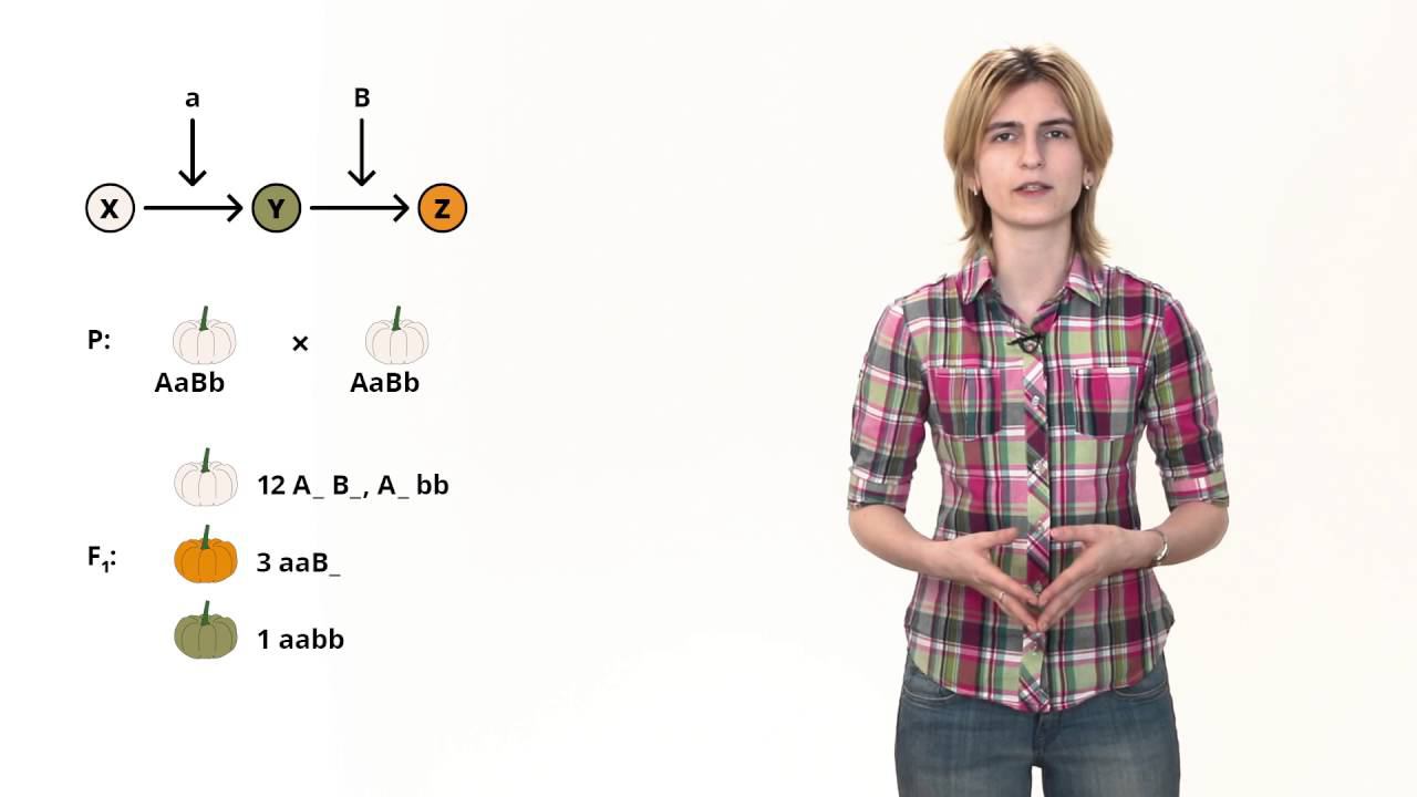 8. Взаимодействие генов - задачи. Решение генетических задач 9 - 11 класс смотреть онлайн