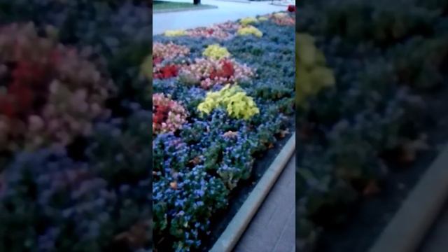 Приморский бульвар.Клумба.