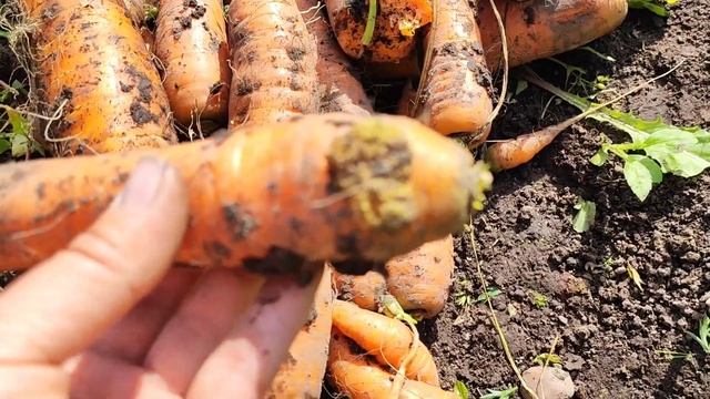 Обзор моркови осенью/Что у нас выросло#дача#сибирь#огород#морковь смотреть онлайн