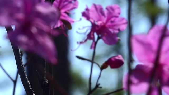 Иван-Озеро. Весна в Забайкалье. смотреть онлайн