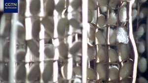 Как в Китае производят шелк