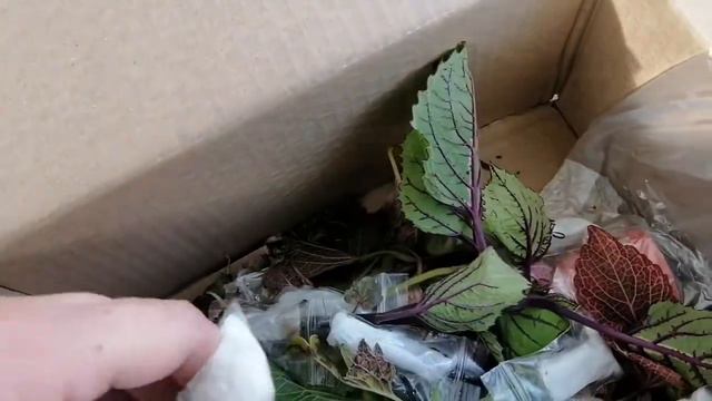 Вторая посылка с черенками вегетативных колеусов!!! Красота!!! смотреть онлайн
