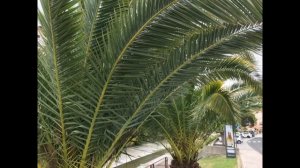 Мадам S бежала из Пёжара. Курс на Казань. Кристина Никадимус. Дневник Мадам С