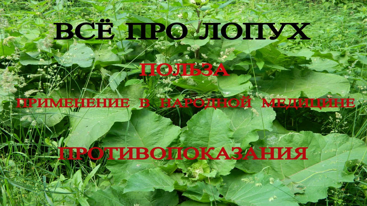 ЛОПУХ СВОЙСТВА ПОЛЬЗА ВРЕД ЛЕЧЕНИЕ ЛОПУХОМ В НАРОДНОЙ МЕДИЦИНЕ ИММУНИТЕТ BURDOCK РАК ВИРУС