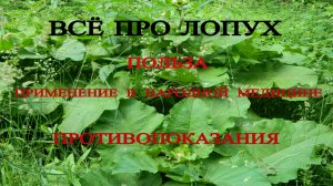 ЛОПУХ СВОЙСТВА ПОЛЬЗА ВРЕД ЛЕЧЕНИЕ ЛОПУХОМ В НАРОДНОЙ МЕДИЦИНЕ ИММУНИТЕТ BURDOCK РАК ВИРУС