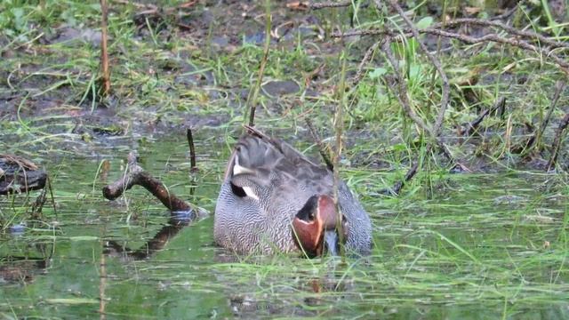 Селезень Чирок-свистунок, European teal drake смотреть онлайн