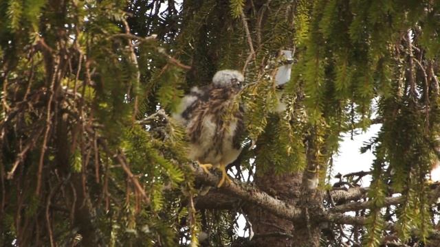 FALCONS LEAVING THE NEST | Merlin Falcon Family Part 3/3 смотреть онлайн