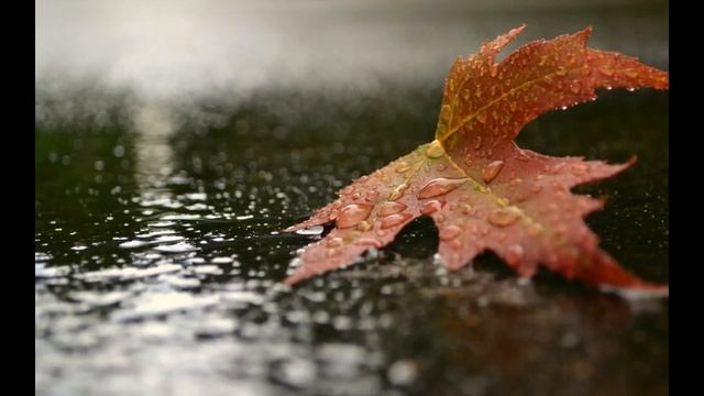 осенний лист смотреть онлайн