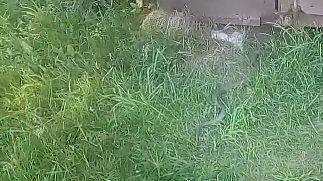 Уж ползет) смотреть онлайн