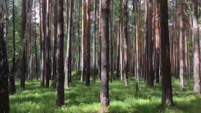 Где заниматься спортом? Прогулки по коттеджному поселку "Заповедник" смотреть онлайн