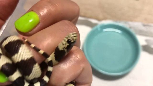 Злая змея, трещит на меня хвостом! Королевская Калифорнийская (Lampropeltis californiae) смотреть онлайн