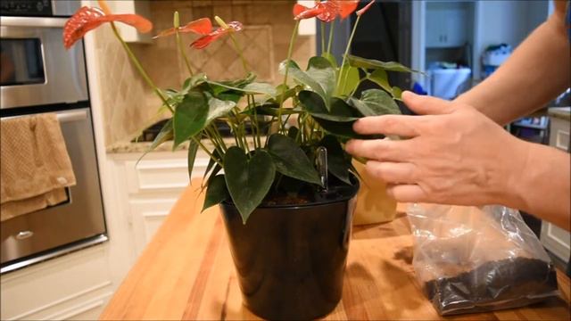 Aquaphoric Self-Watering Pots смотреть онлайн