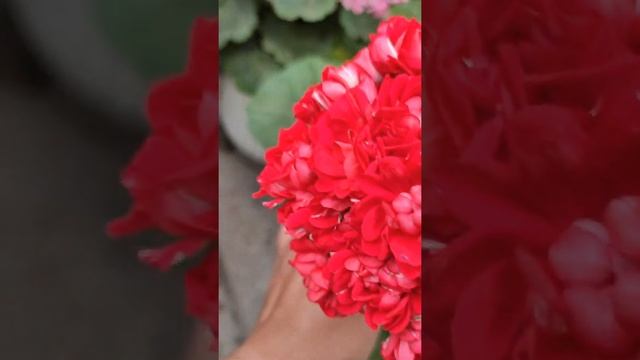 НОРЛАНД-МАХРОВАЯ ПЕЛАРГОНИЯ. НЕПРИХОТЛИВ И КРАСИВ! смотреть онлайн
