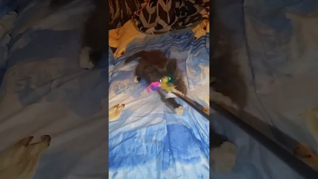 Кот ураган смотреть онлайн