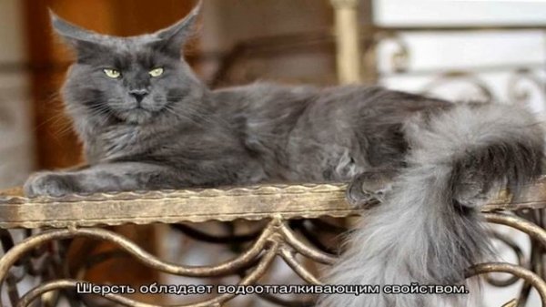 Американский мейн-кун, европейский мейн-кун