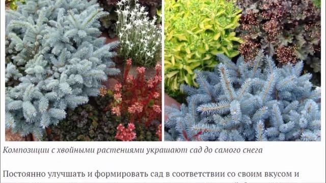 Использование контрастов при создании цветников советы практика. смотреть онлайн