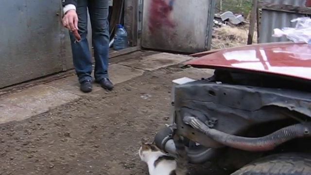 3G Кот.AVI смотреть онлайн