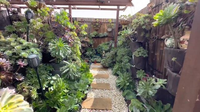 Succulent Aeonium Garden Tour In Autumn