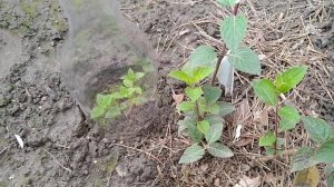 ГОРТЕНЗИИ. КАК СОХРАНИТЬ МОЛОДЫЕ УКОРЕНЁННЫЕ ЧЕРЕНКИ МЕТЕЛЬЧАТЫХ И ДРЕВОВИДНЫХ ГОРТЕНЗИЙ В ЗИМУ ???