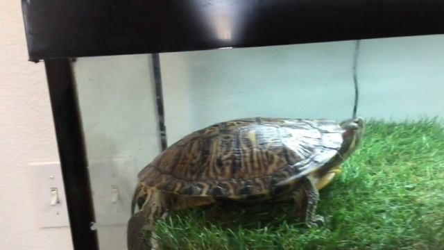 Red Eared Slider Turtle Lays Eggs (Not a guide to build a nest) смотреть онлайн