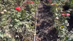 Полив капельный и туманообразующий!