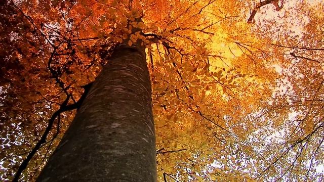 Сегодня в ночь положите этот предмет под подушку. смотреть онлайн