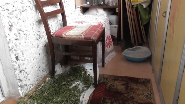 ПРОГУЛКА ВАЖНЕЕ ЕДЫ /ЗАПАСЫ НА ЗИМУ ДЛЯ ПИТОМЦЕВ смотреть онлайн