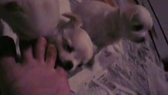 Собаки едят человеческую ногу смотреть онлайн