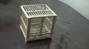 Ловушки для птиц (заподки).  Bird traps (flaps).