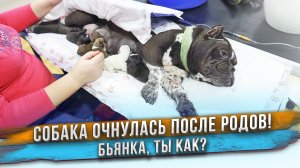 Бьянка приходит в себя после родов! Мы узнали сколько мальчиков и девочек.