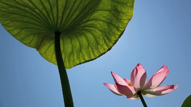 lotos смотреть онлайн