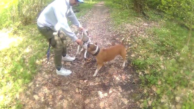 БУЛЬТЕРЬЕР И СТАФФОРД НА ВЫГУЛЕ смотреть онлайн