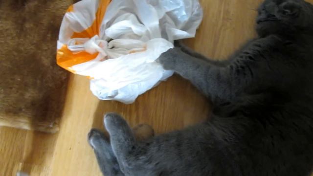 Кот Банан любит картошку смотреть онлайн