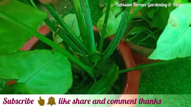 Singonyam Ceam Allusion  Singonyam Cream Pink Veins Plant Care And Tips (singonyam Podophyllum )