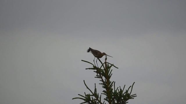 веретенник кричит смотреть онлайн