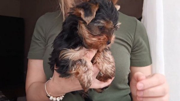 Щенки йоркширского терьера 2 месяца. Плюсы породы йоркширский терьер.