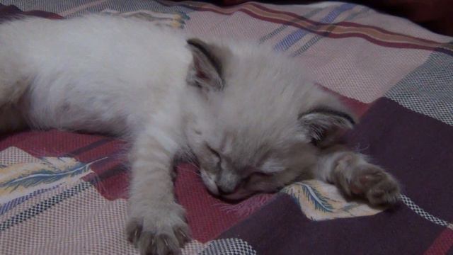 САМЫЙ МИЛЫЙ КОТЁНОК