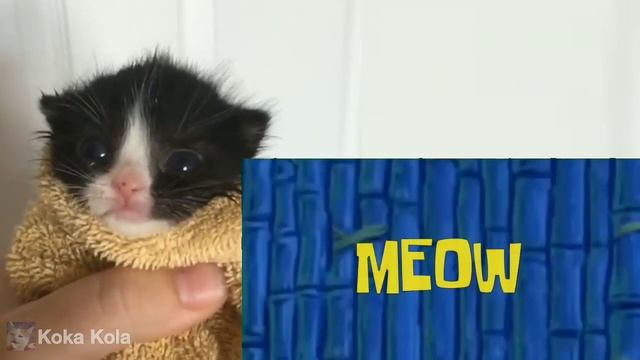 Let's Go but it's cat go ahh смотреть онлайн