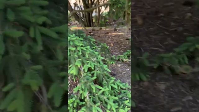 I rescued a baby bird!🐦#2 смотреть онлайн