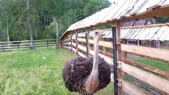 новый житель в нашем зоопарке!!!Страусы в зоопарке отеля HELIOPARK Country Resort смотреть онлайн