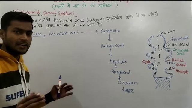 Evolution of canal System in sponges | Vk Education смотреть онлайн