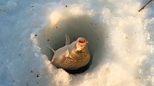 РЫБА КИШИТ ПОД ЛУНКОЙ! НАДУБАСИЛ КАРАСЕЙ НЕ СХОДЯ С МЕСТА. Попали на ЖОР.  Ловля карася зимой.