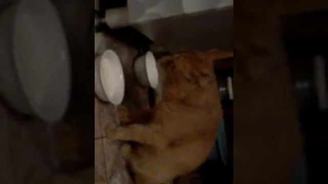 Кота заглючило смотреть онлайн