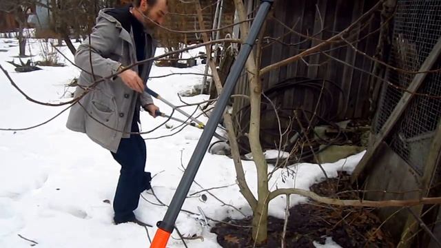 Обрезка деревьев . Грецкий орех. Весна