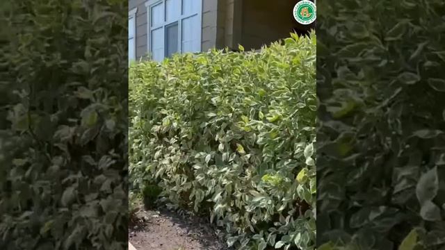Потрясающе КРАСИВАЯ живая изгородь из ДЕРЕНА ЭЛЕГАНТИССИМО. Саженцы по СНИЖЕННОЙ ЦЕНЕ! смотреть онлайн