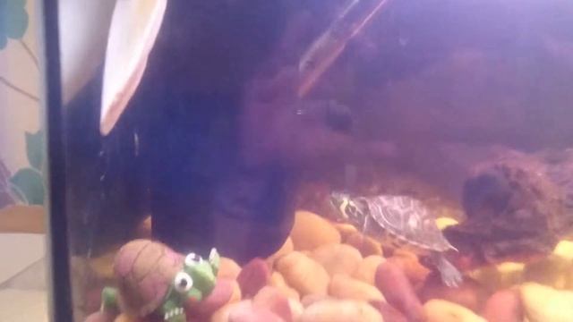 Terrapin Tank 3ft set-up (young terrapins) смотреть онлайн